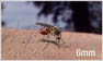 Heading from the thumbnail's alt attribute